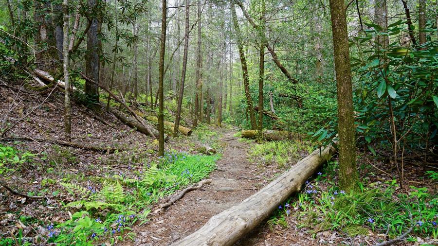 A wooded trail past a fallen log