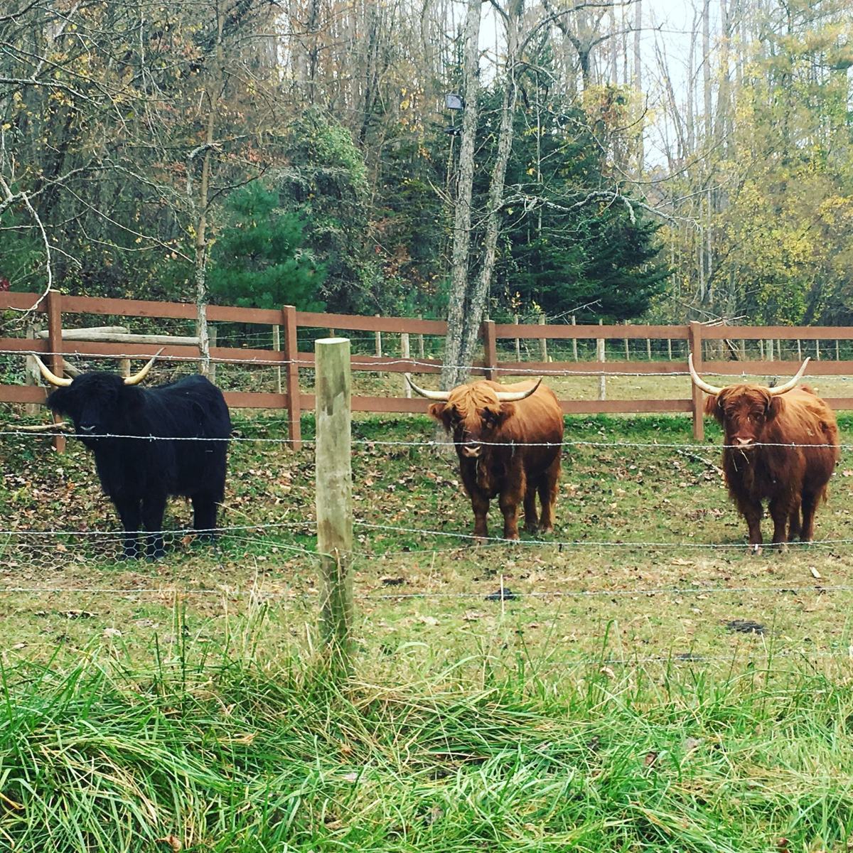 Highland cattle along a fence line